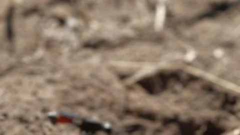 Thread- Waisted Wasp Stock Footage 131929313