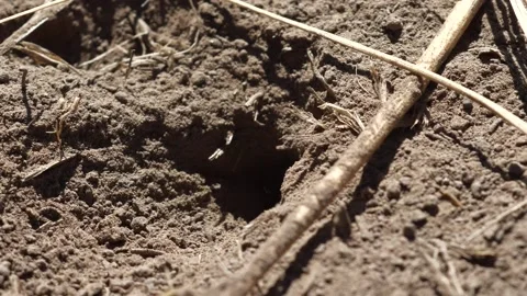 Thread- Waisted Wasp Stock Footage 131932327