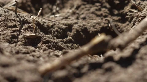 Thread- Waisted Wasp Stock Footage 131934778