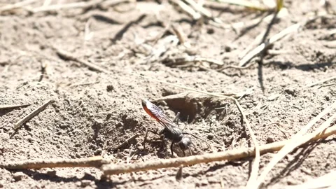 Thread- Waisted Wasp Stock Footage 131935168