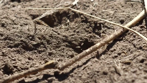 Thread- Waisted Wasp Stock Footage 131946092