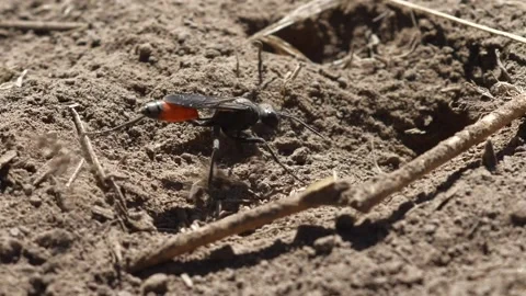 Thread- Waisted Wasp Stock Footage 131946556