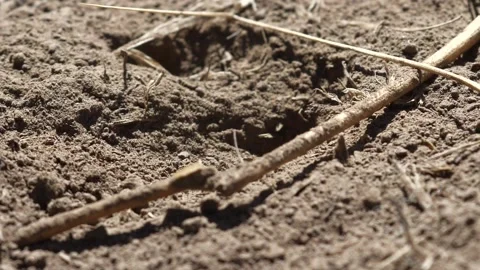 Thread- Waisted Wasp Stock Footage 131954054