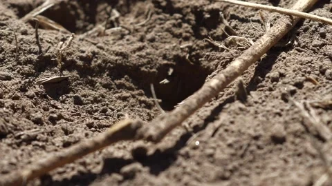 Thread- Waisted Wasp Stock Footage 131955350