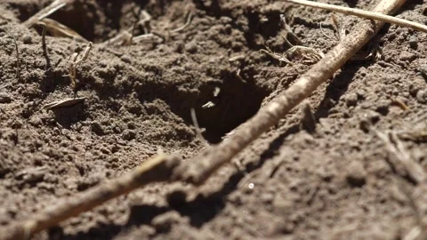 Thread- Waisted Wasp Stock Footage 131958093