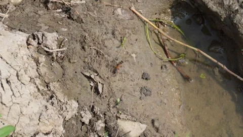Thread waisted wasp Stock Footage 332558315
