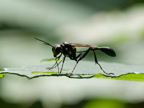 Thread-waisted wasp perched on vegetation Stock Photos