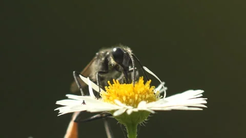 Thread-waisted wasp pollinating wild white fleabane daisy in summer meadow macro Stock Footage 334078192
