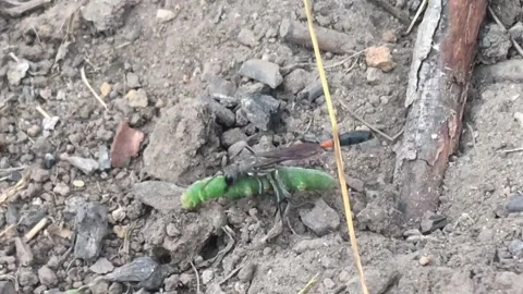 Thread-Waisted Wasp Taking Caterpillar Prey Down Hole And Burying It Stock Footage 278318512
