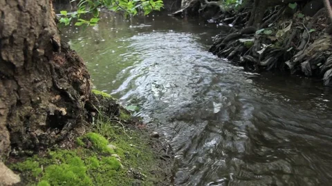 Thread water flowing beneath a tree in the green forest Stock-Footage 96709840
