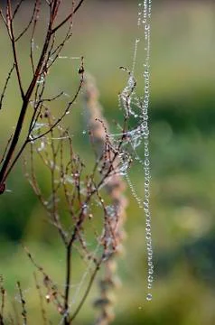 The thread of a web drops Stock Photos