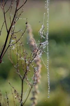 The thread of a web drops Foto stock