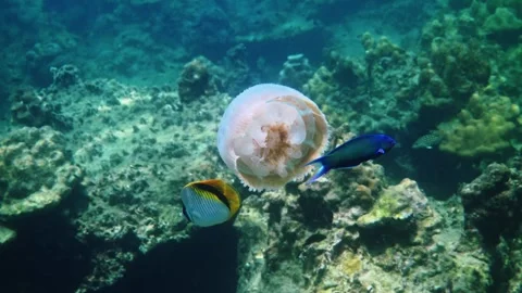 Threadfin butterflyfish feeding on jellyfish over coral reef Video stock 337098910