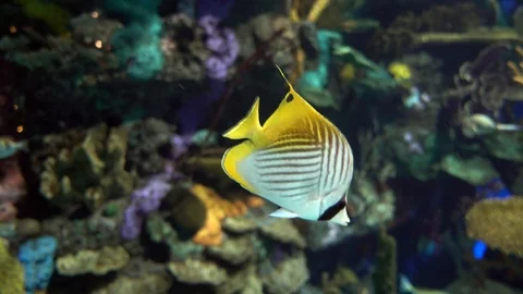 Threadfin butterflyfish Stock Footage 100441735