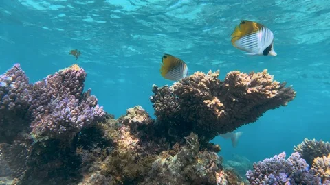 Threadfin butterflyfish in a gorgeous shallow reef, Okinawa, Japan. 스톡 동영상 115849087