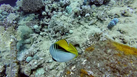 Threadfin Butterflyfish in the Red Sea Stock Footage 276522162