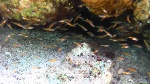 Threadfin Cardinalfish Hiding Among Sea Urchin Spines in the Red Sea Stock Footage 339845772