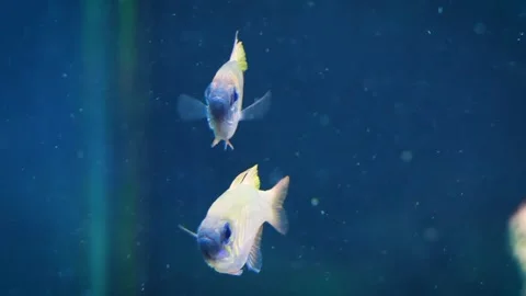 Threadfin cardinalfish (Zoramia leptacantha) Video stock 181644221