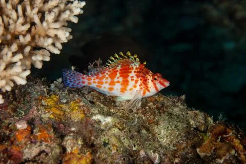 Threadfin Hawkfish Foto stock