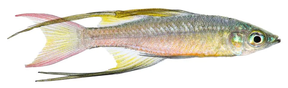 Threadfin rainbow fish Stock Photos