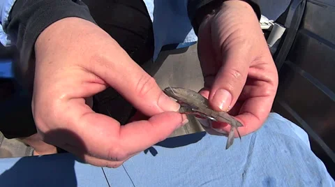 Threading Shrimp On Fish Hook Stock Footage 57333649