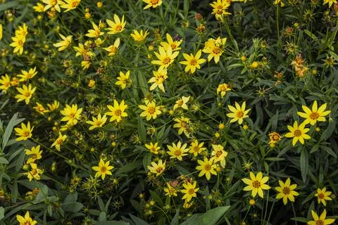 Threadleaf Coreopsis Flowers Blooming in Garden Stock Photos