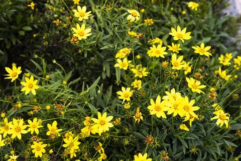 Threadleaf Coreopsis Flowers Blooming in Garden Stock Photos