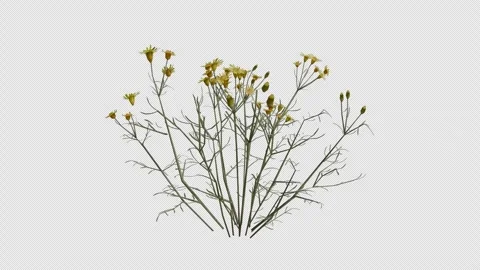 Threadleaf Ragwort blowing in the wind Loop Animation. Alpha Channel Stock Footage 307635372