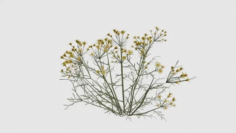 Threadleaf Ragwort blowing in the wind Loop Animation. Alpha Channel Stock Footage 307635864