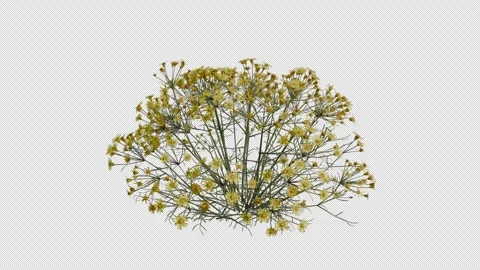 Threadleaf Ragwort blowing in the wind Loop Animation. Alpha Channel Stock Footage 307636033
