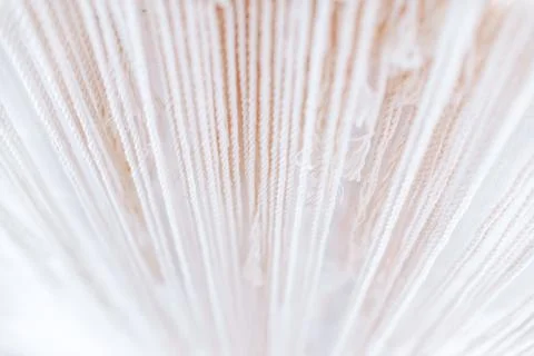 Threads for beige macrame hang down from top Stock Photos
