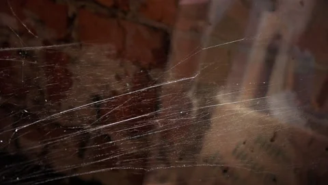 Threads of the cobweb sways Stock Footage 134821745