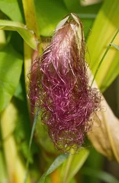 Threads of corn cob for pollination, pollen threads, corn cob harvest Stock Photos
