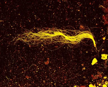Threads Of The Universe Abstract Stock Photos