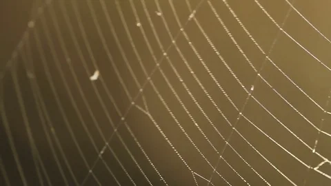 Threads of the web are swinging in the wind. macro shooting Stock Footage 80060132