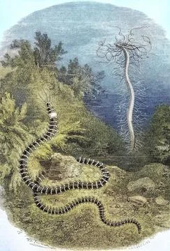 Threadworm or Northern Tendril Worm Cirratulus cirratus Historical digitally Stock Illustration