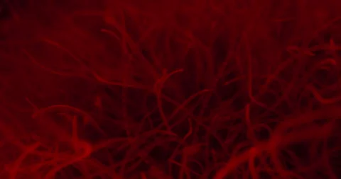 Threadworms Destructed By Flickering Red Light. Parasitic Worms. closeup Stock Footage 278997151