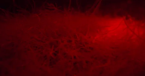 Threadworms Wiggling In Red Light. Parasitic Worms. closeup shot Vidéo 278996730