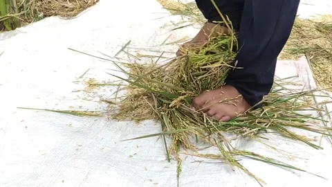 Threahing rice Stock Footage 197245221