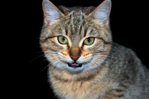 Threaten cat Stock Photos