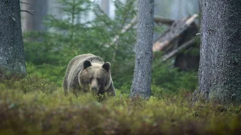Threatening brown bear approaching in summer forest from front view Stock Photos