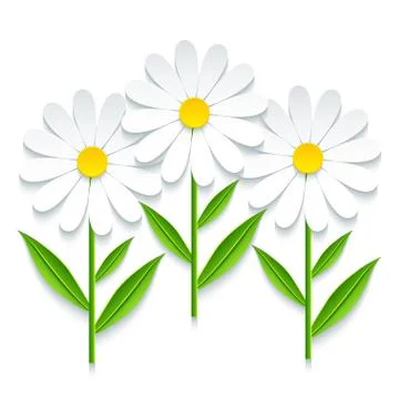 Three 3d chamomile isolated on white background Illustrazione stock