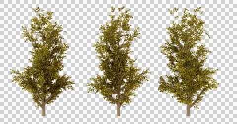 Three 3D models of a green bush Stock Photos