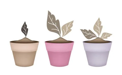Three Abstract Brown Trees in Flower Pots Stock Illustration