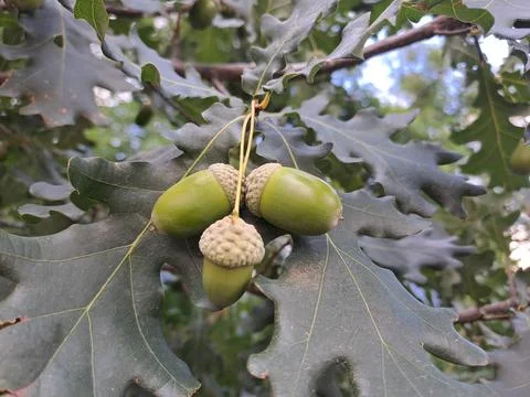 Three acorns hanging on an oak tree branch closeup Stock Photos