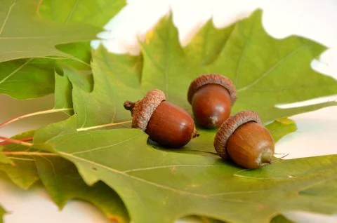 Three acorns next to the oak leaf on white background Stock Photos