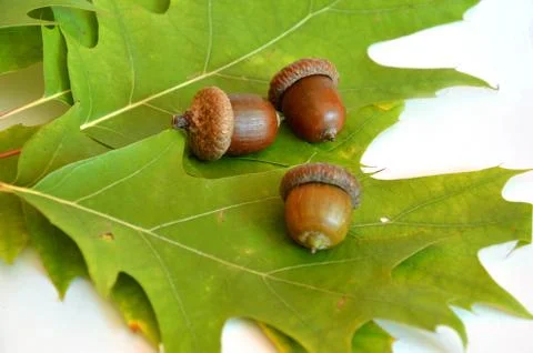 Three acorns next to the oak leaf on white background Stock Photos