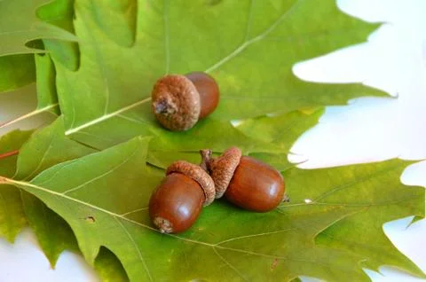 Three acorns next to the oak leaf on white background Stock Photos