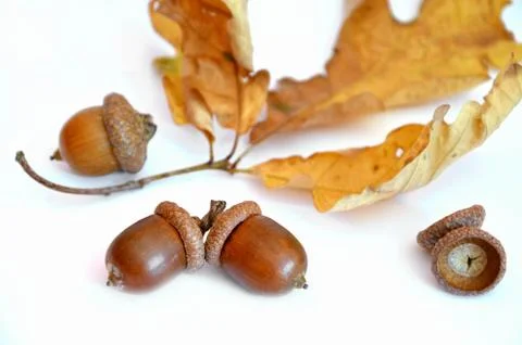 Three acorns next to the oak leaf on white background Stock Photos
