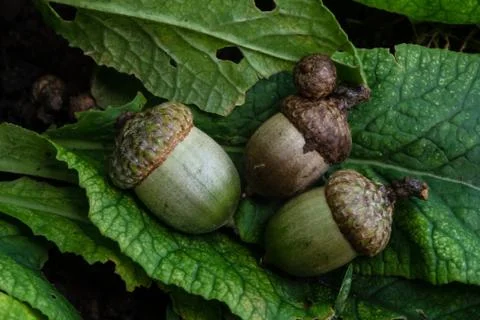 Three acorns Stock Photos